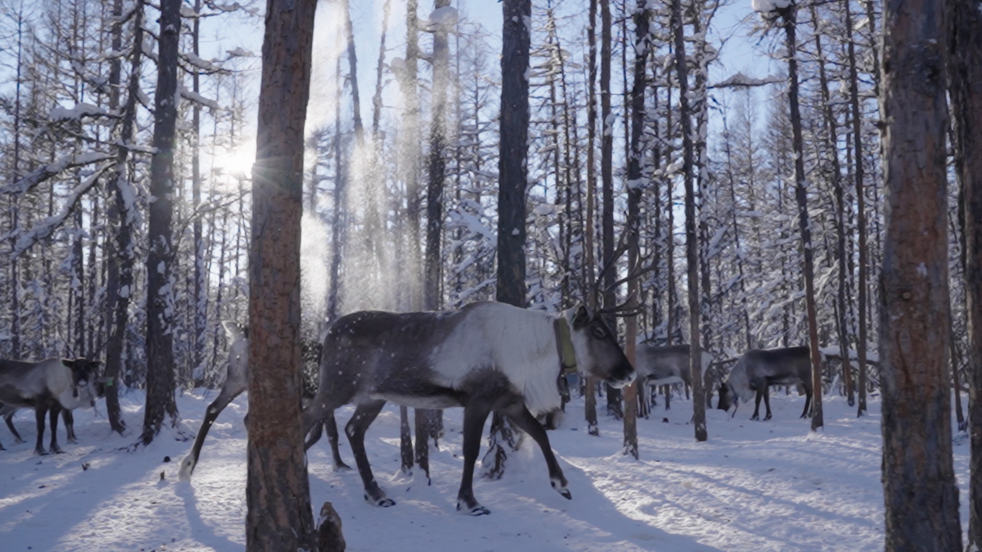 Reindeer wander among the trees, the Greater Hinggan Mountains, northeast China's Heilongjiang Province. /CGTN