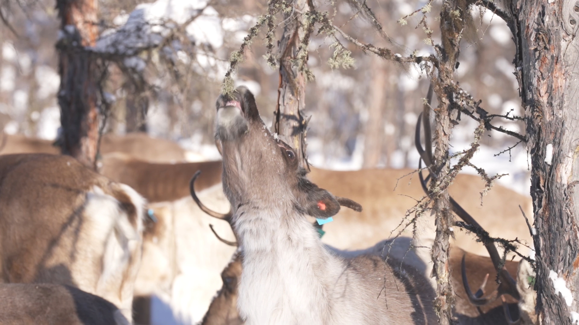 A reindeer is eating food, the Greater Hinggan Mountains, northeast China's Heilongjiang Province. /CGTN