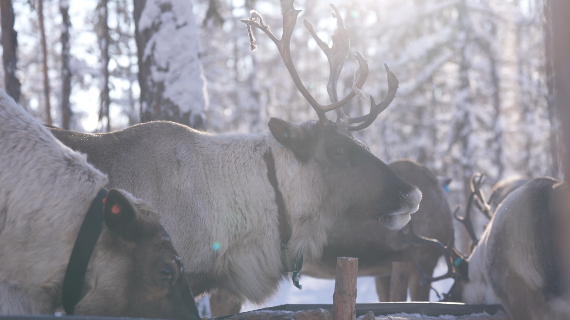 A bell swings from the reindeer's neck, the Greater Hinggan Mountains, northeast China's Heilongjiang Province. /CGTN