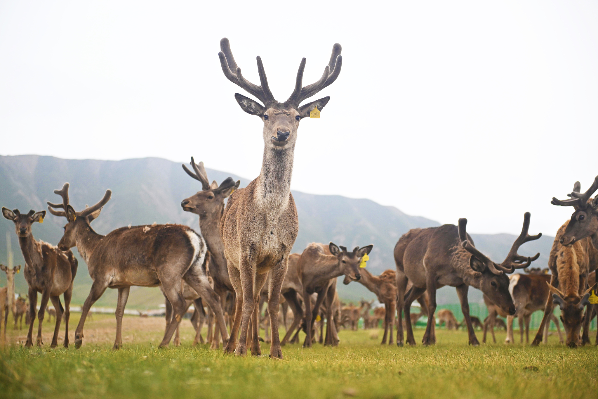 Red deer in Sunan Yugur Autonomous County, Gansu Province, June 18, 2025. /VCG