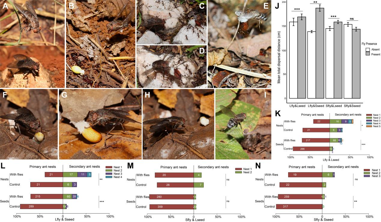 Secuencia de moscas de Bengalia robando una semilla de una hormiga de transporte (A - I); Comparaciones de la distancia de dispersión de semillas (J), el número de nidos de hormigas alcanzados (k) y las semillas que ingresan a cada nido (L - N), con y sin presencia de Bengalia. /Kib