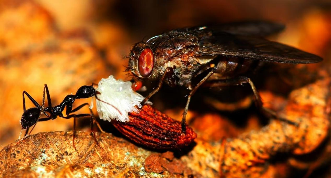 Bengalia Fly robando una semilla de Stemona Mairei transportada por Ant. /Kib