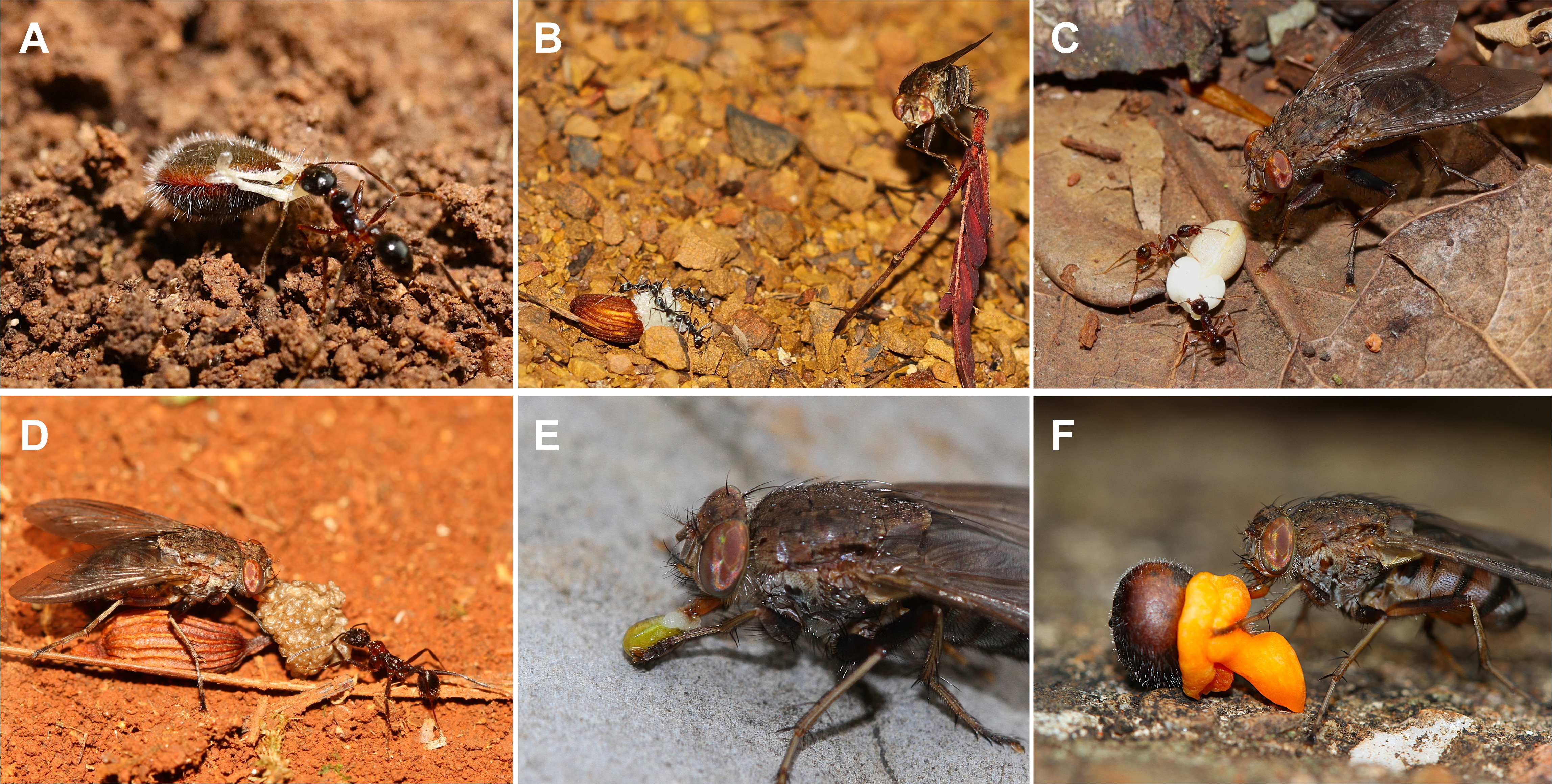   Bengalia vuela semillas dispersas de diferentes grupos de plantas: Polygalaceae (A&F), Stemonaceae (B&D), Celastraceae (C) y Papaveraceae (E). /Kib