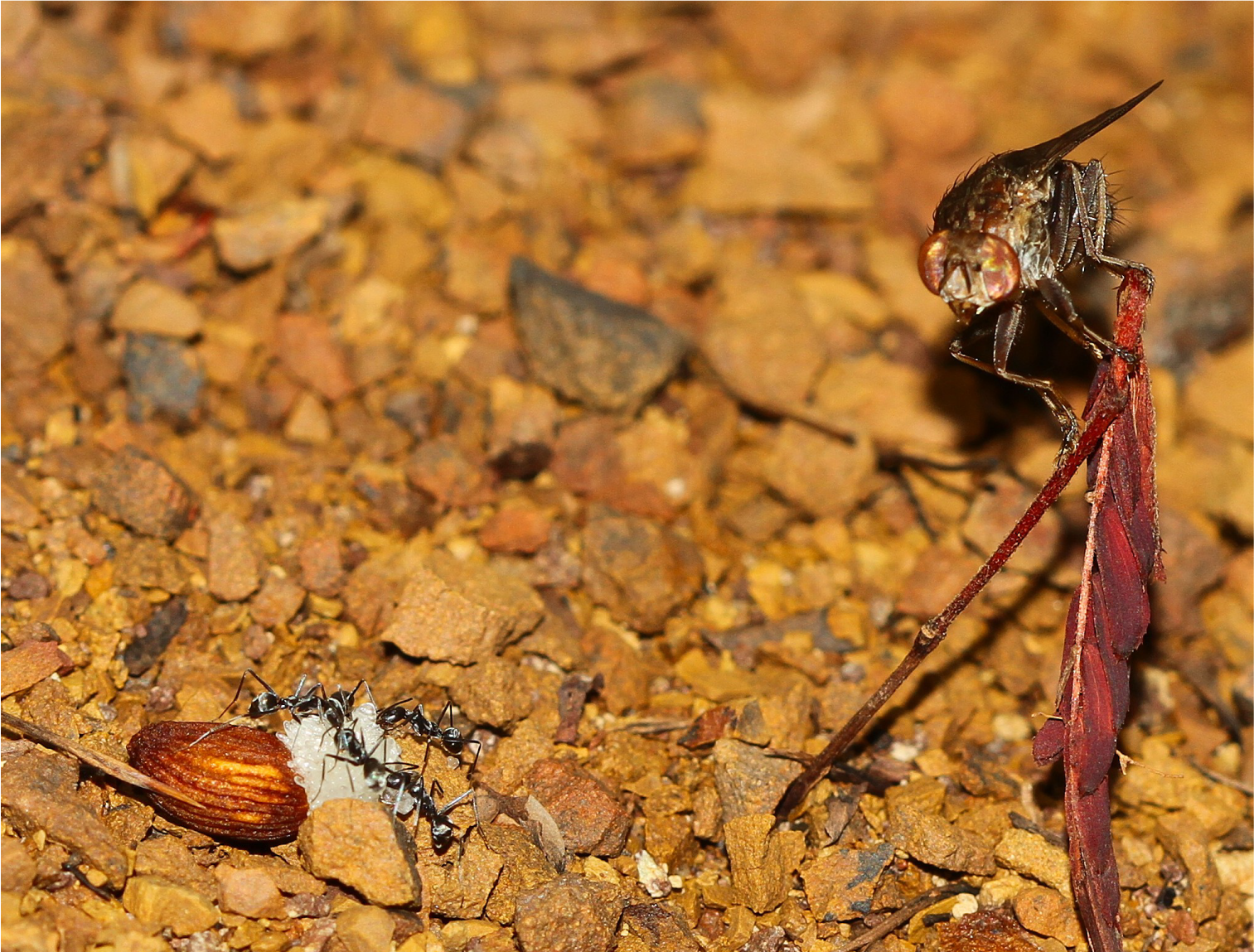 Una mosca de Bengalia que observa hormigas que transportan una semilla. /Kib