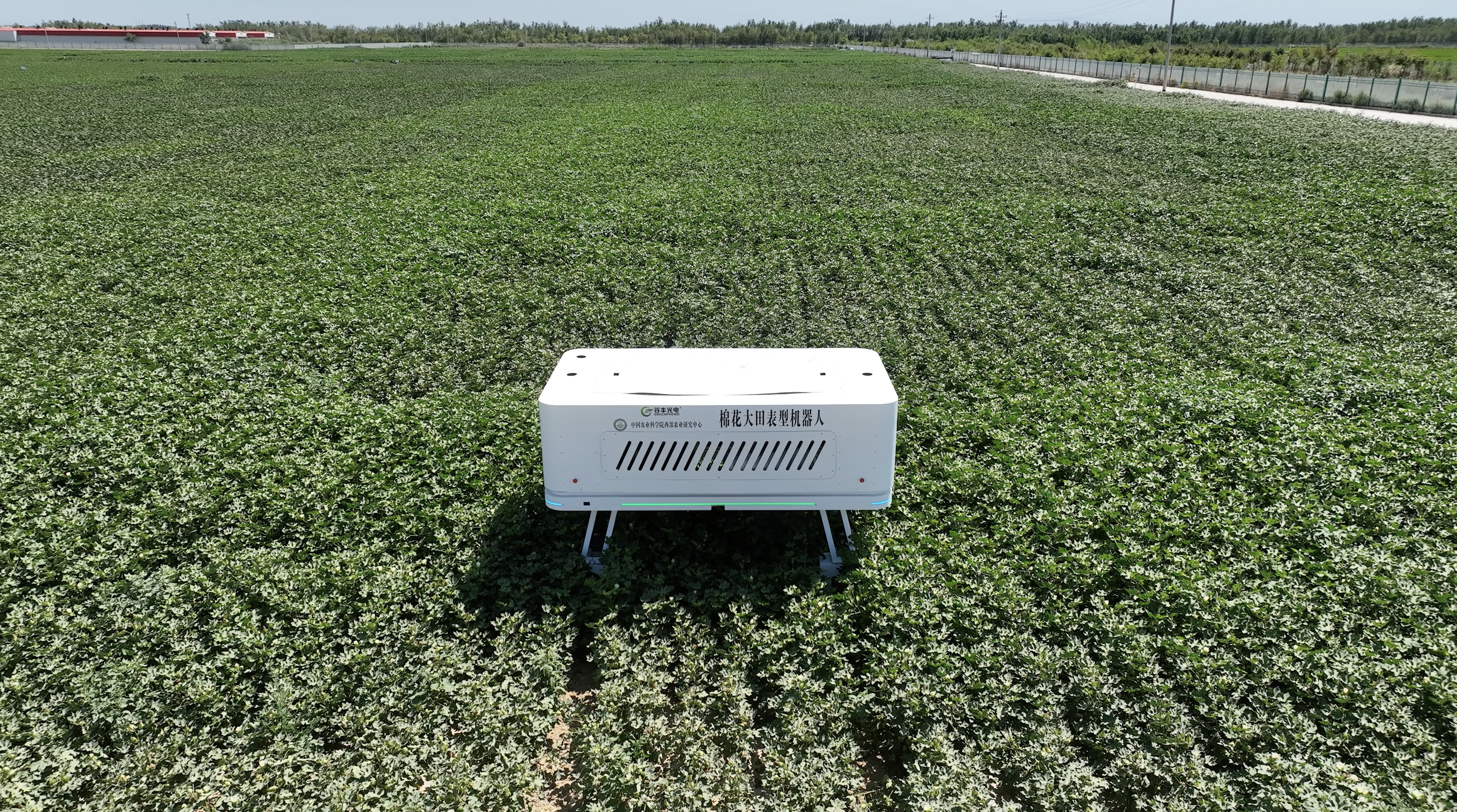 Researchers are using a phonemics robot to gather data for cotton breeding, northwest China's Xinjiang Uygur Autonomous Region. /CGTN