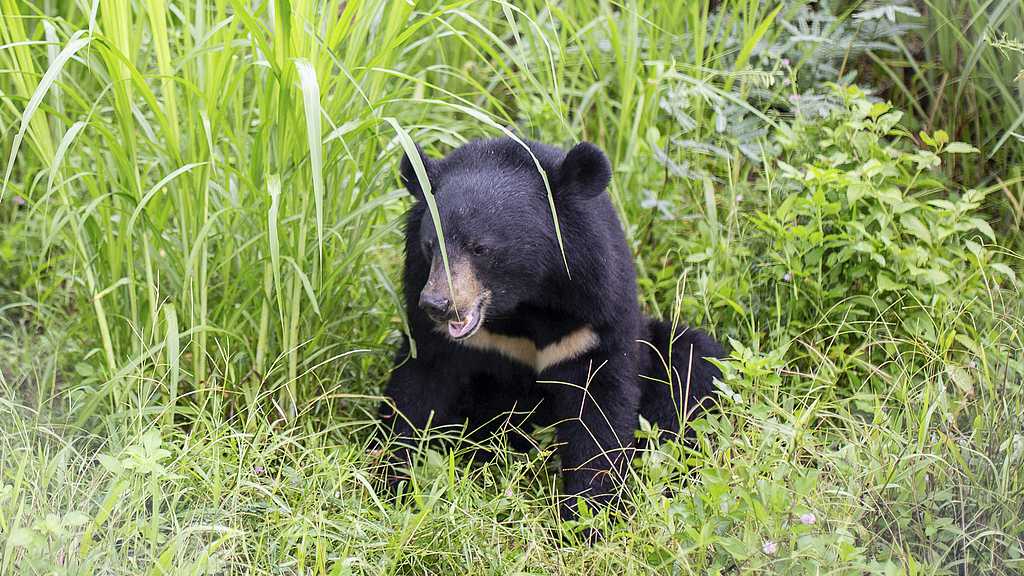 A moon bear sits resting in an enclosure in the bear forest near the city of Ninh Binh in northern Vietnam, August 2, 2023. /VCG