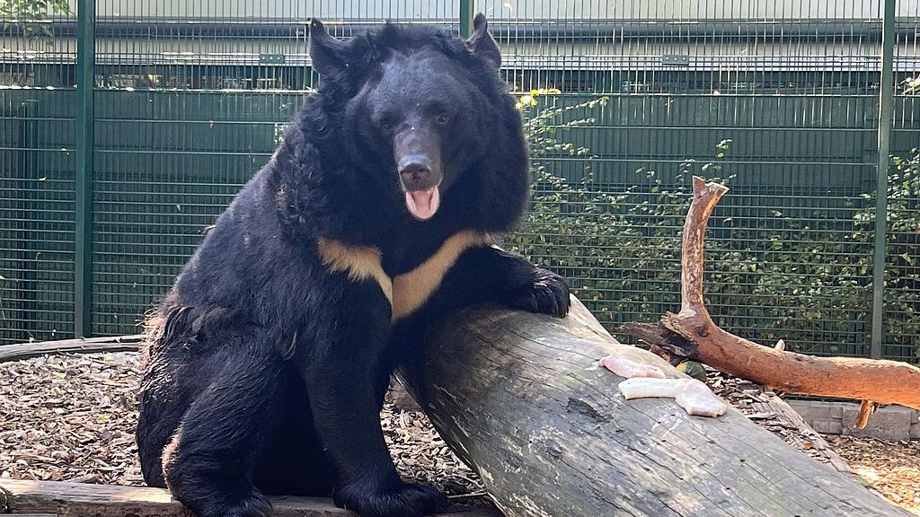 A moon bear in Five Sisters Zoo, West Calder, Scotland, January 11, 2024. /VCG