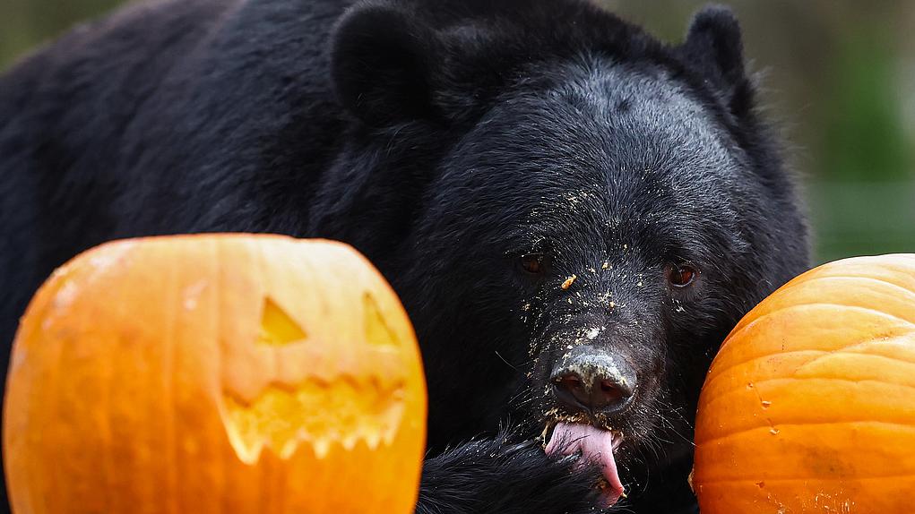 A moon bear among pumpkins at Five Sisters Zoo ahead of Halloween on October 24, 2024 in West Calder, Scotland. /VCG
