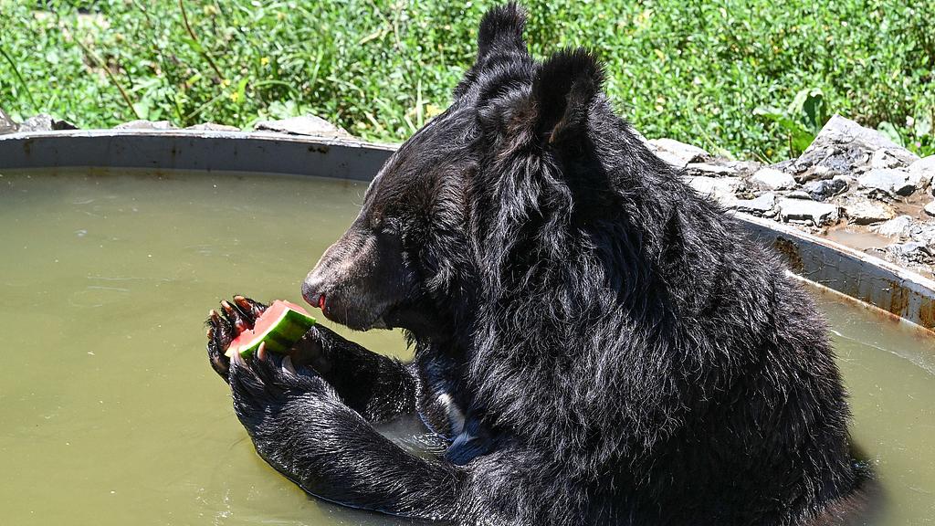 A moon bear cools off in an enclosure on a hot summer day at the Sadgorod (Gardencity) Zoo in Vladivostok, Russia, July 8, 2025. /VCG