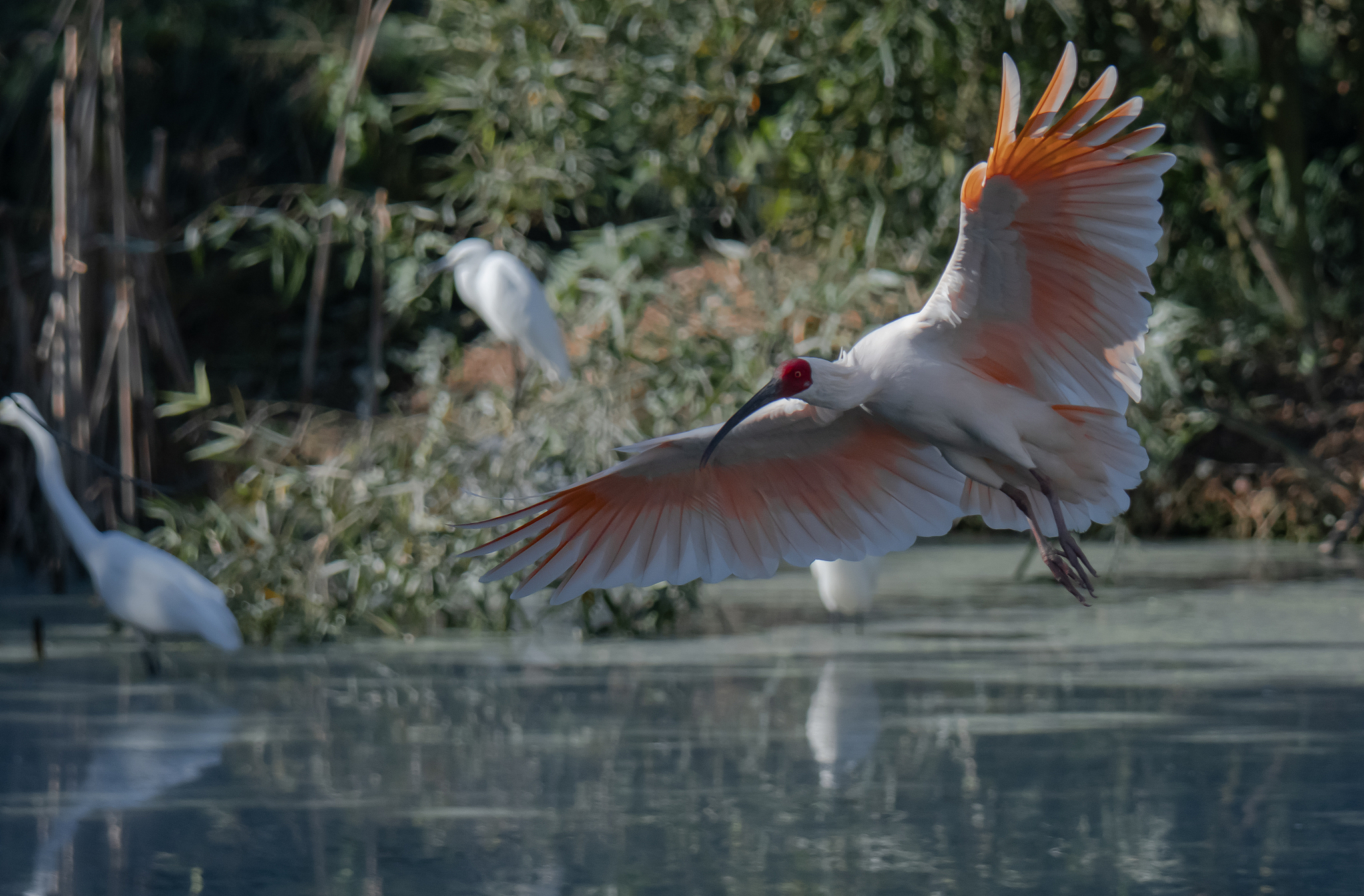 The wetland that unfolds like a painting