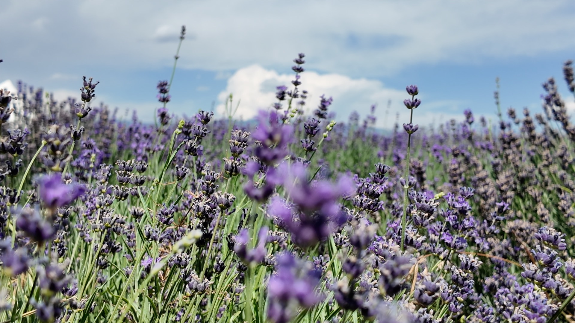 Lavender fields in the village of Sigong.