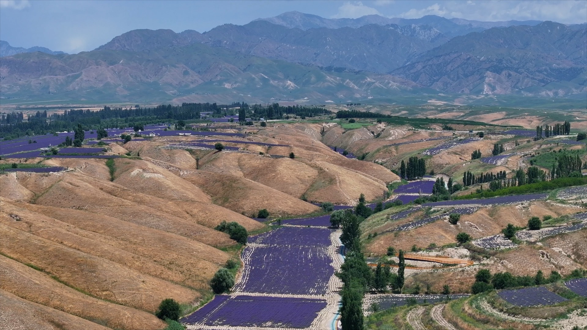 Lavender fields in Sigong. 