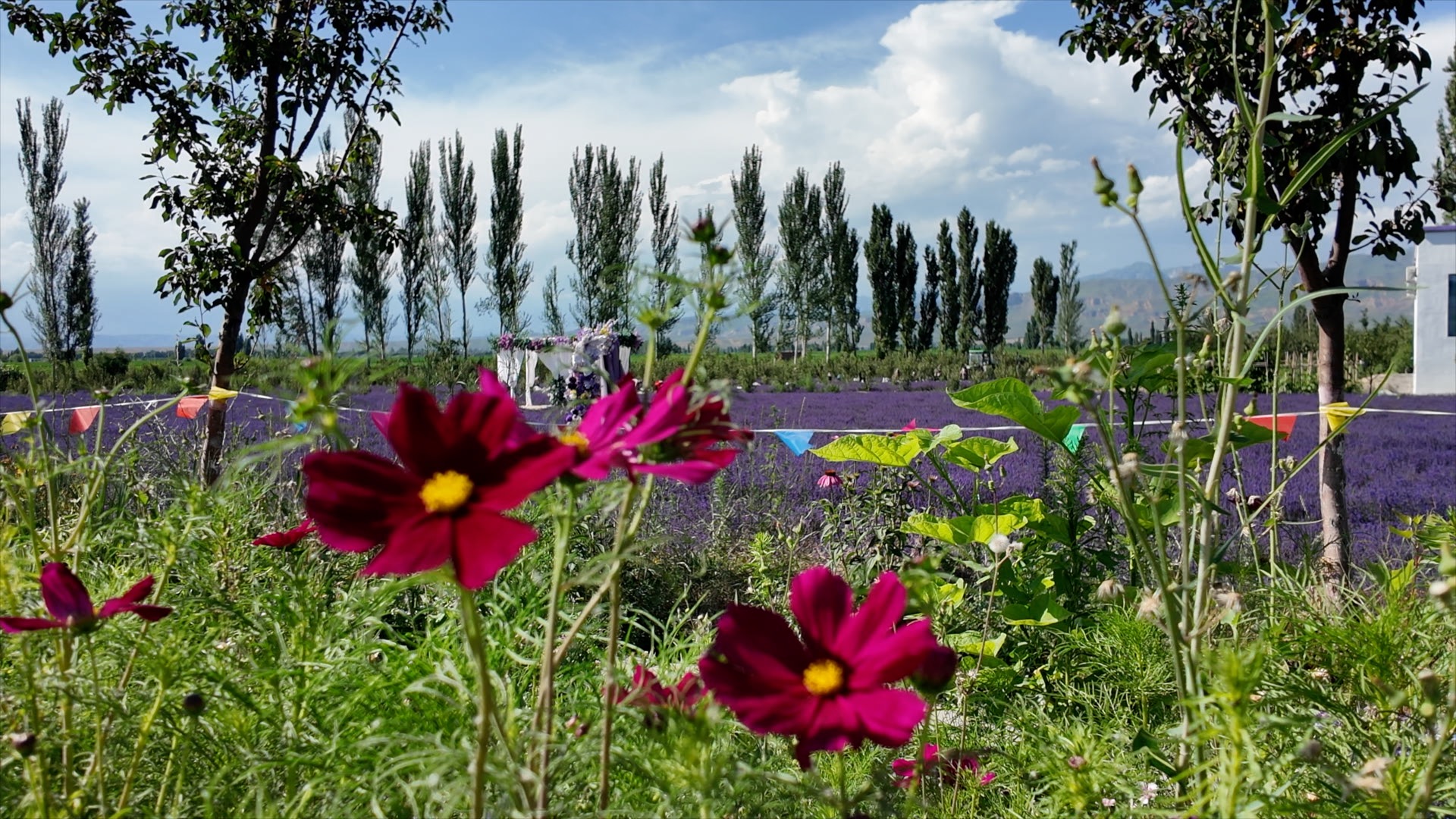 Lavender fields in Sigong. 