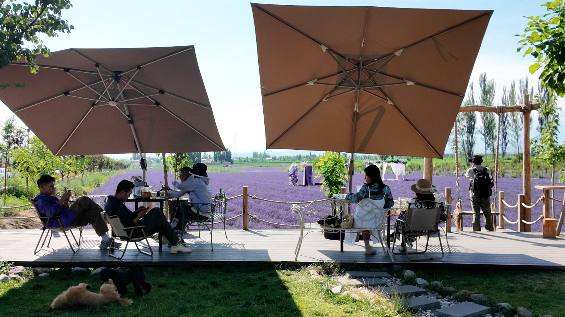 Tourists enjoy the scenery of the lavender fields. 