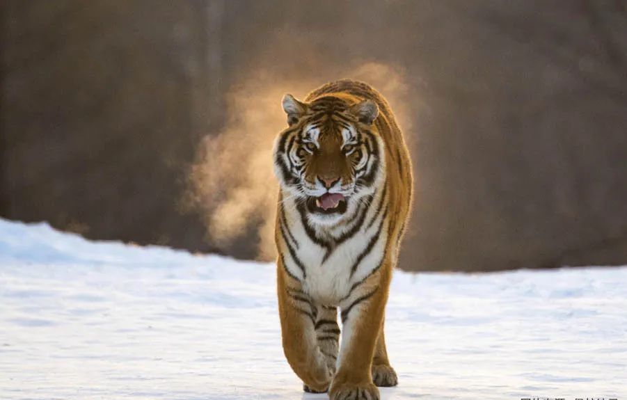 The Northeast China Tiger and Leopard National Park. /CMG