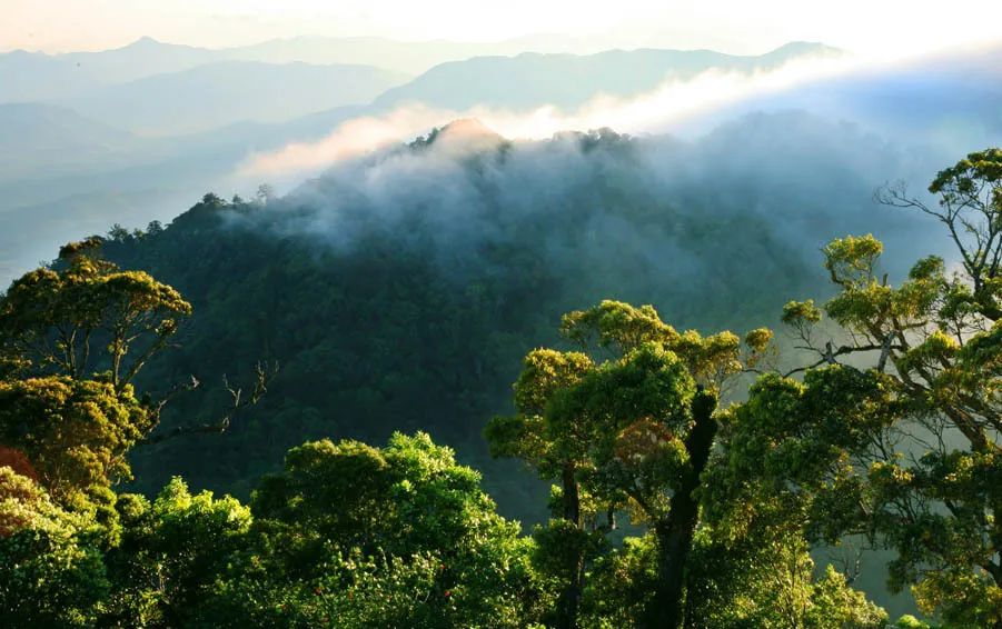 The Hainan Tropical Rainforest National Park. /CMG
