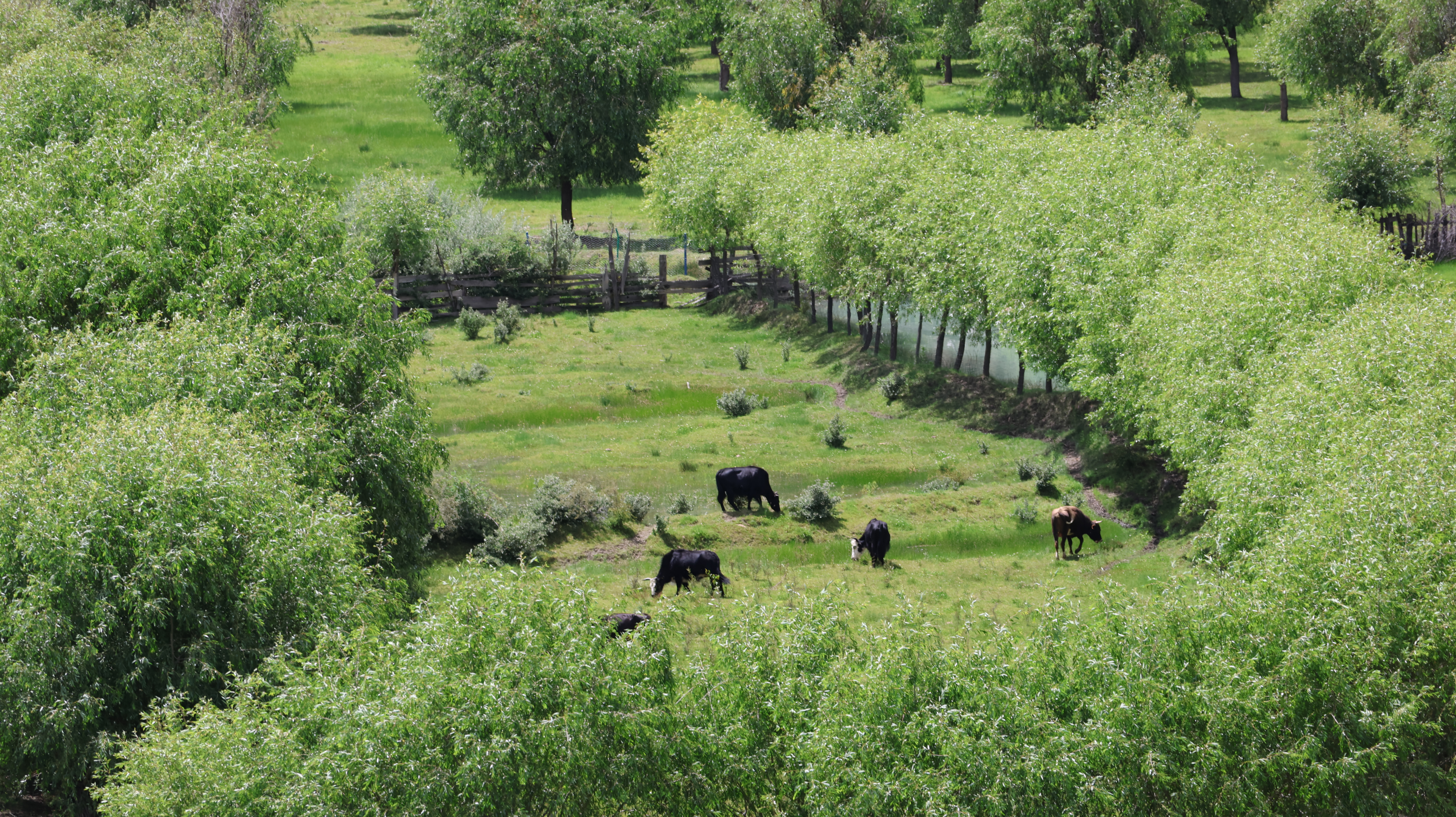Animals wonder at the Yani National Wetland Park, Nyingchi City, southwest China's Xizang Autonomous Region