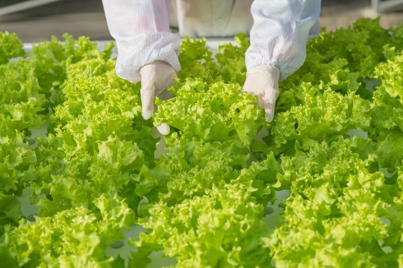 A look inside a high-tech smart farm in east China