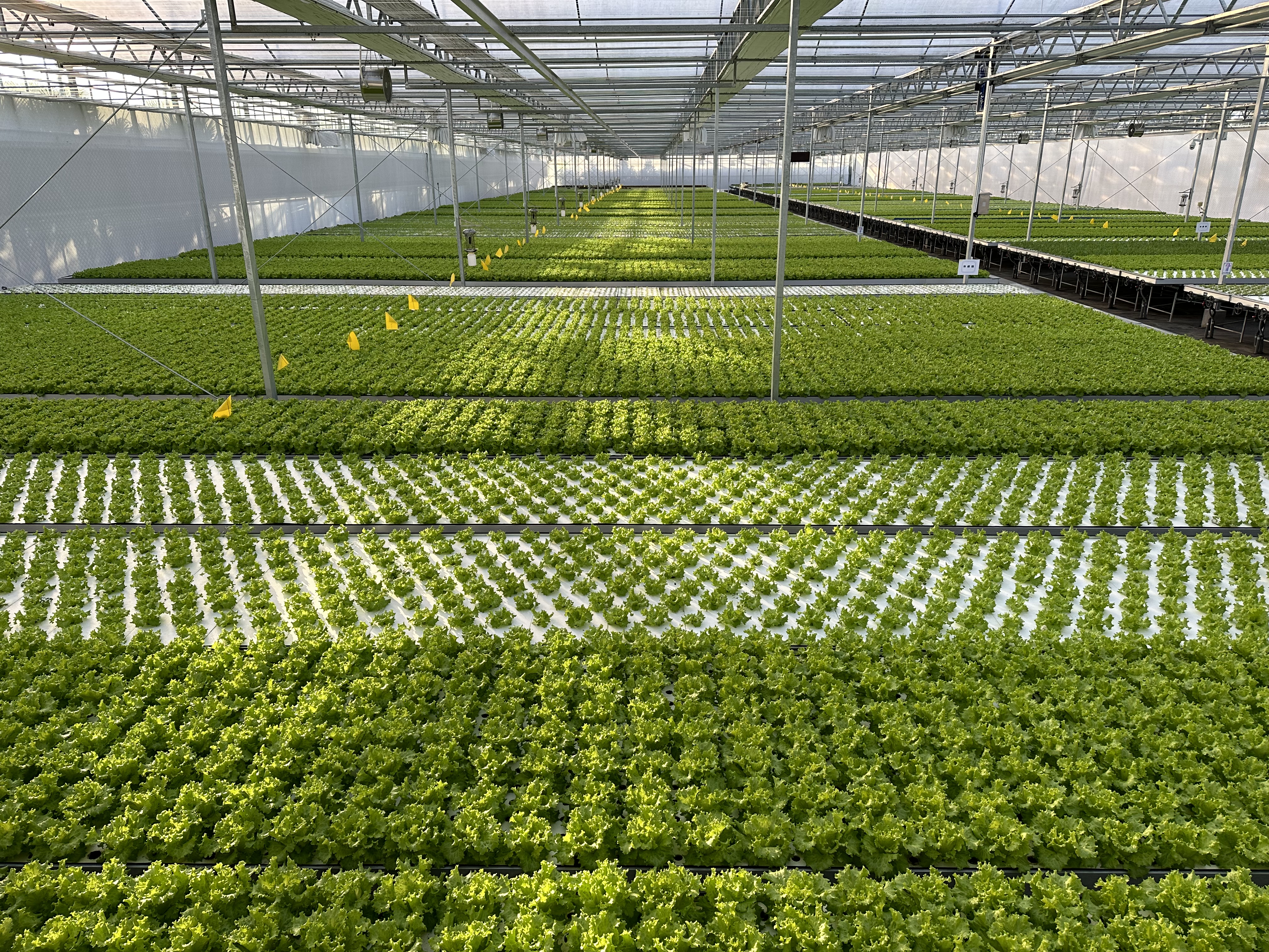 A look inside a high-tech smart farm in east China