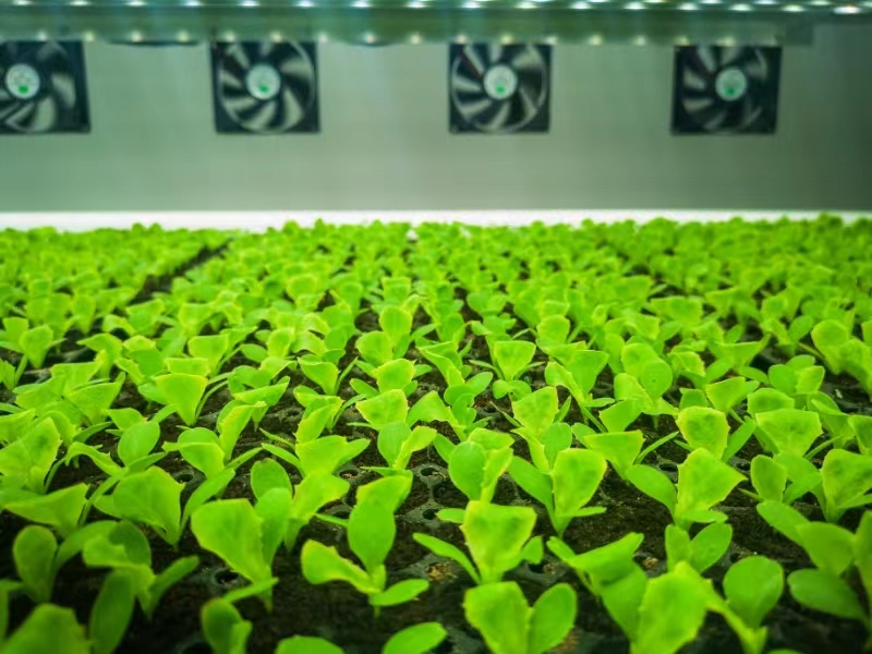 A look inside a high-tech smart farm in east China