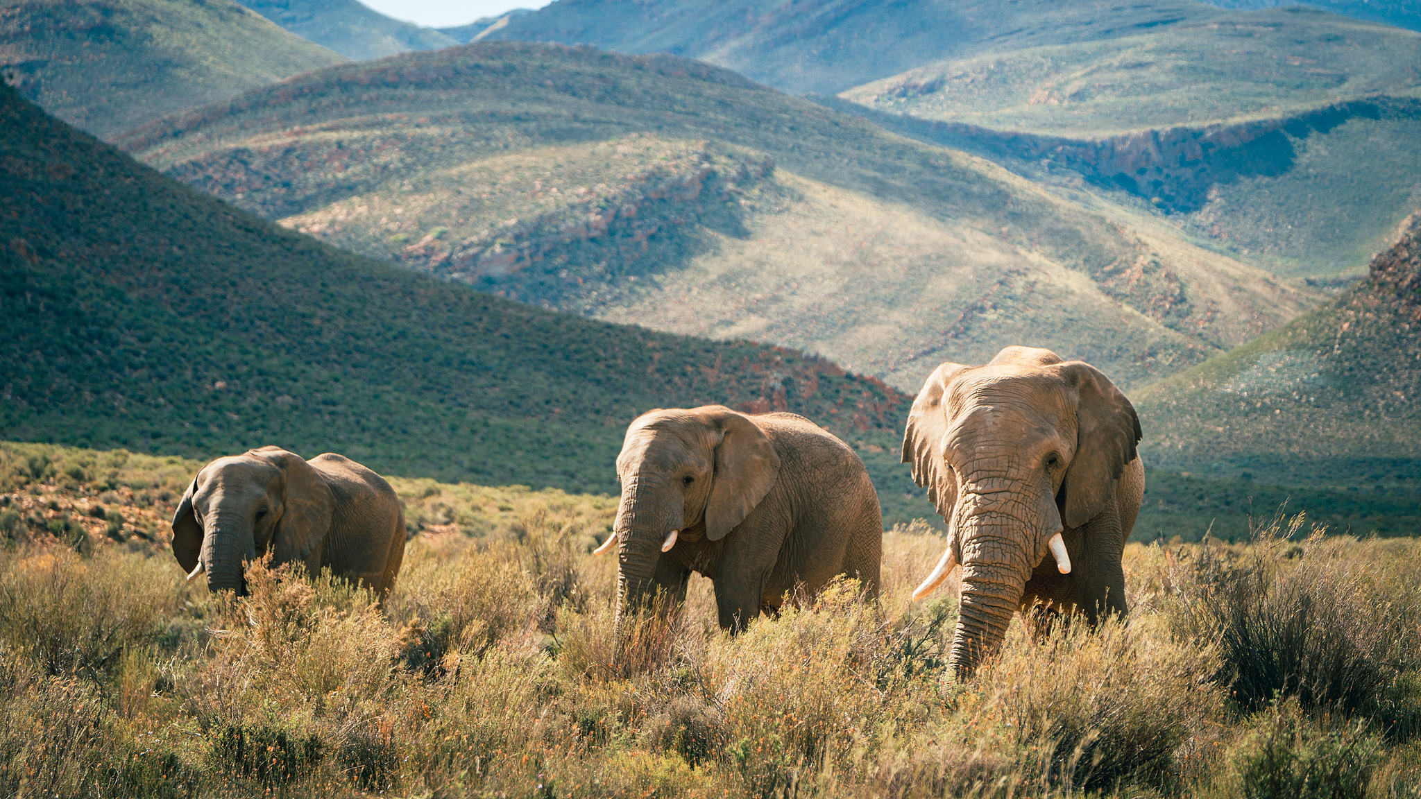 Live: Check out the rescued elephants on World Elephant Day