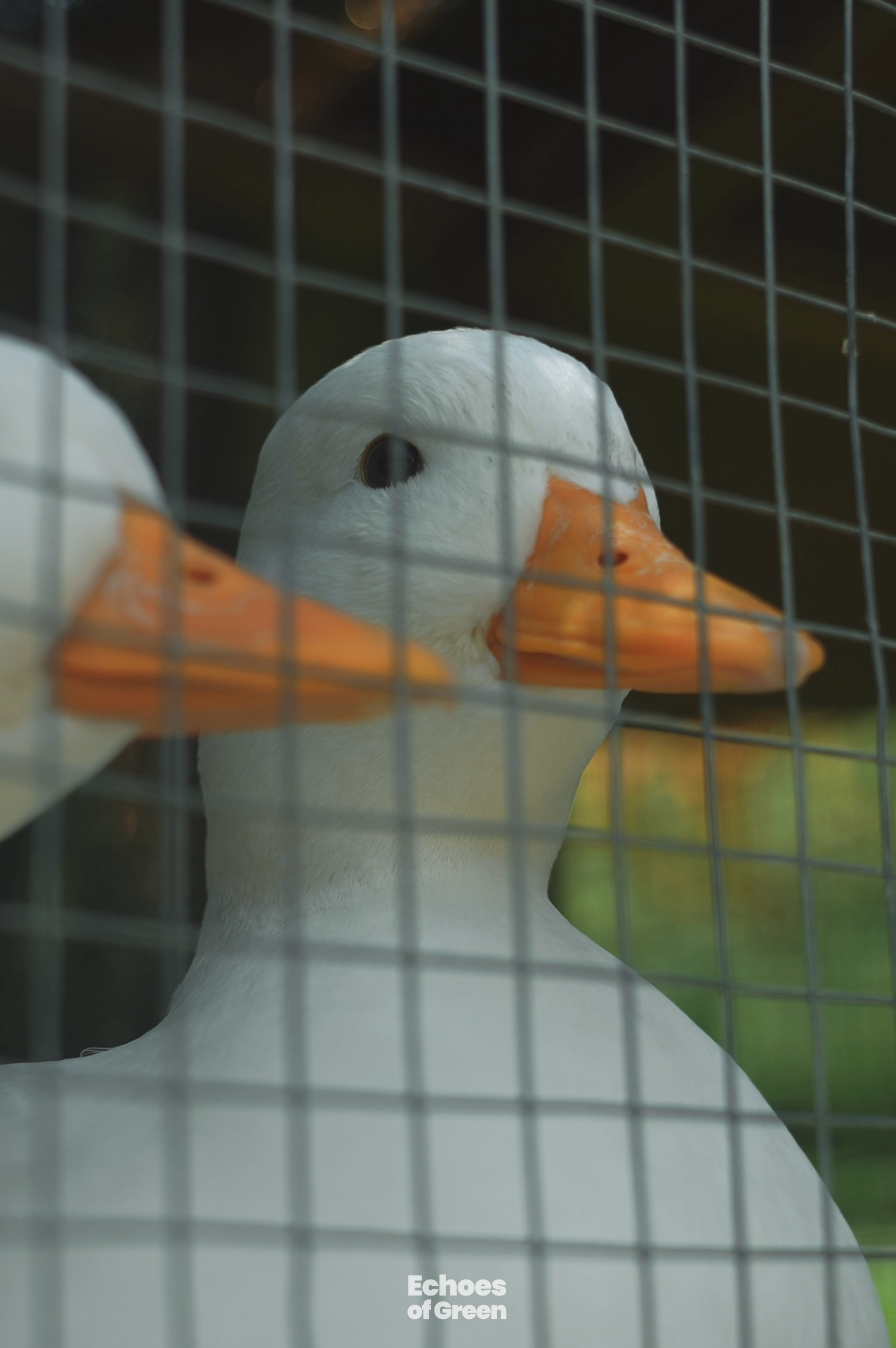 A view of the small rural farm nestled in the bamboo-covered hills of Anji, Zhejiang Province, in southeast China. /CGTN