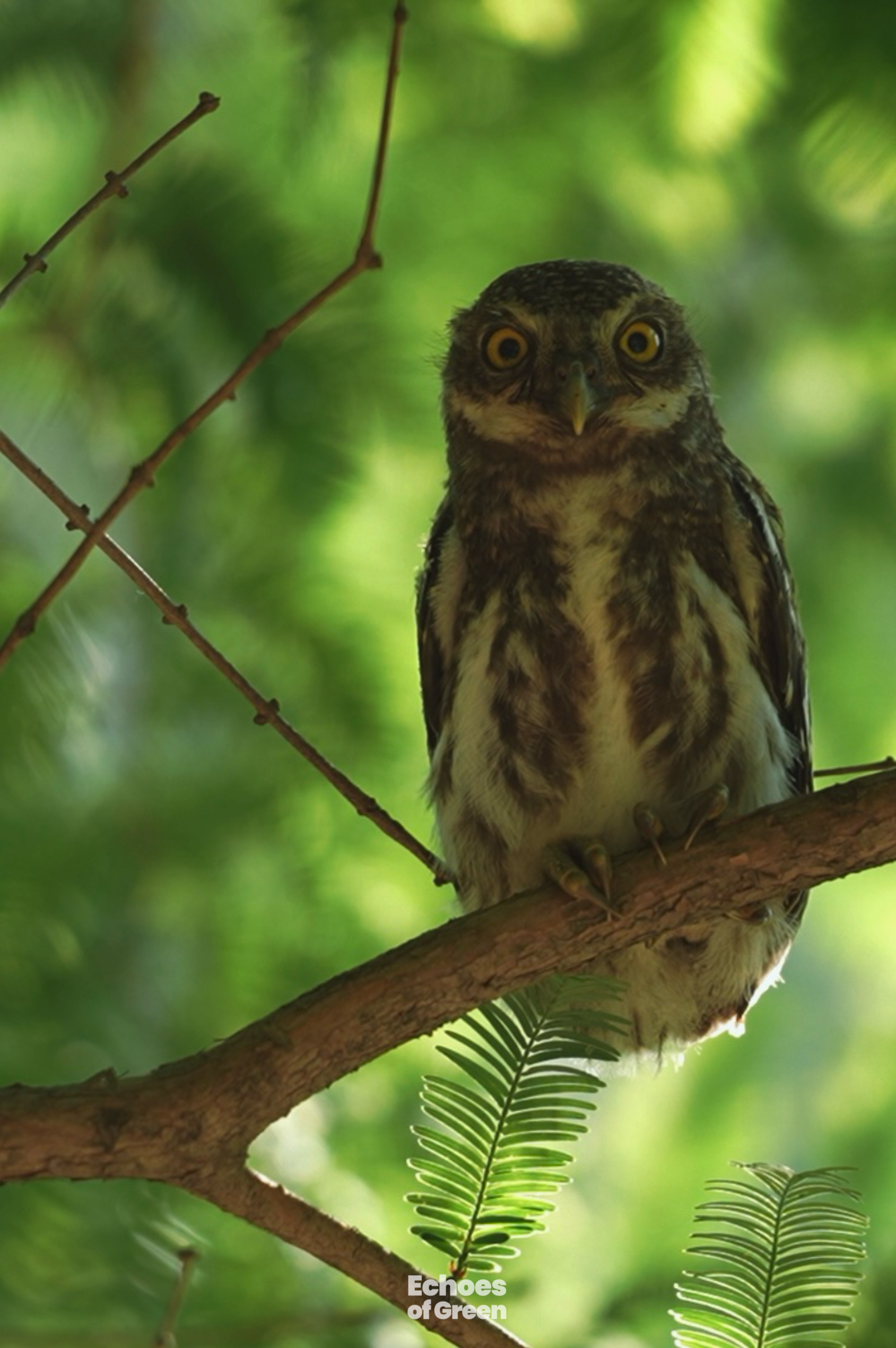 An owl rests on a tree near the small rural farm in the bamboo-covered hills of Anji, Zhejiang Province, in southeast China. /CGTN