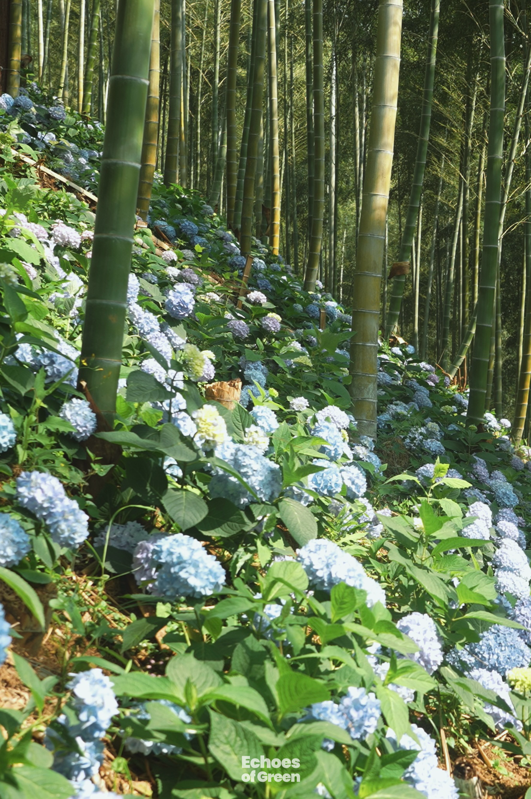 A view of the small rural farm nestled in the bamboo-covered hills of Anji, Zhejiang Province, in southeast China. /CGTN