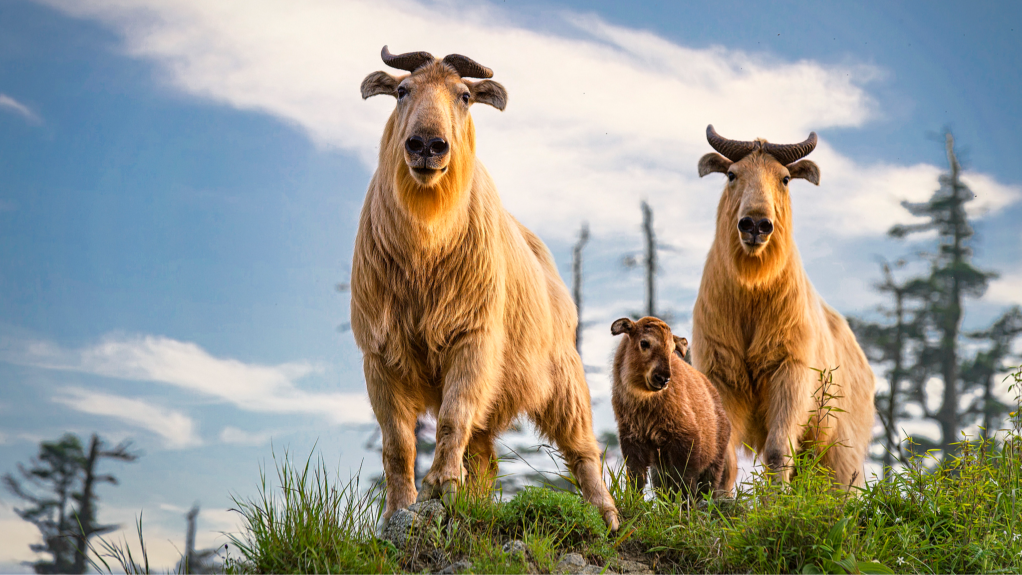 'Two Mountains' concept driving China's biodiversity revival