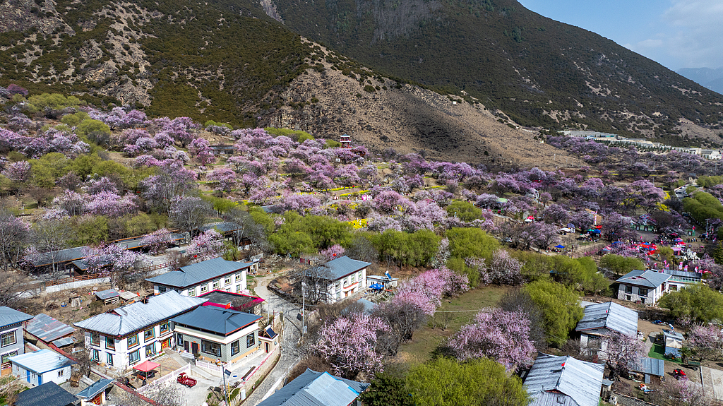 A peach blossom village at the heart of Xizang's transformation
