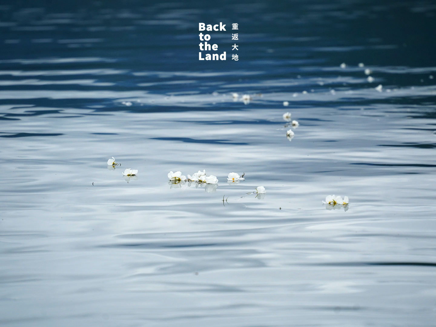 Ottelia acuminata flowers bloom on the surface of Lugu Lake in Yunnan Province /CGTN