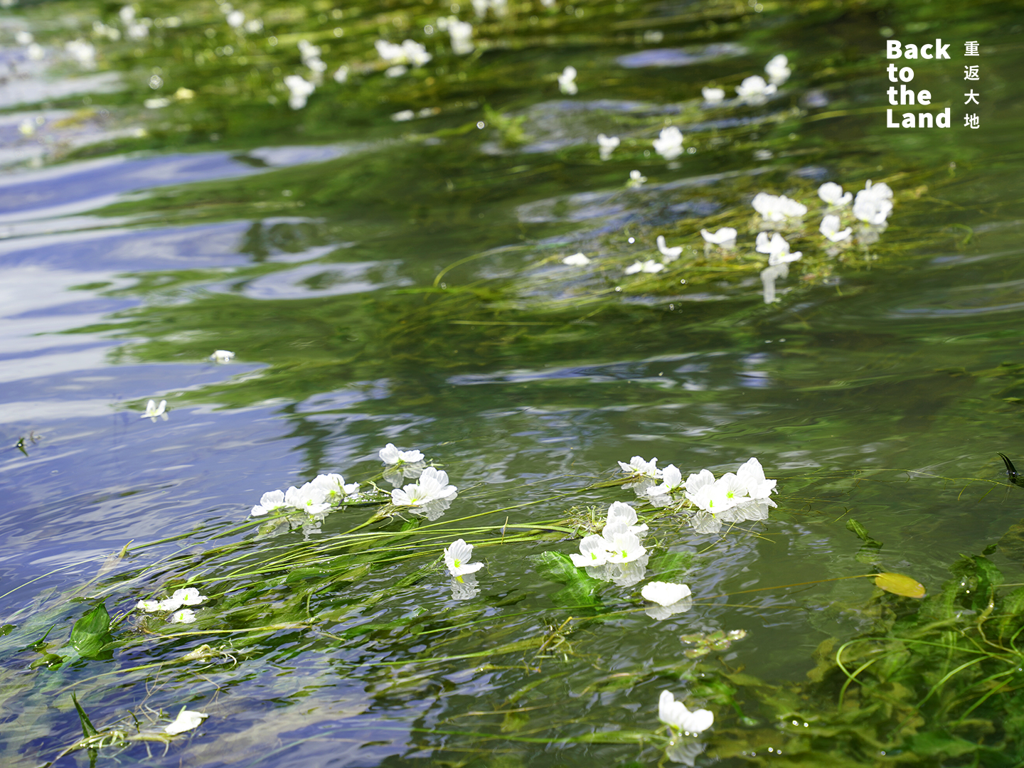 Ottelia acuminata flowers bloom on the surface of Lugu Lake in Yunnan Province /CGTN