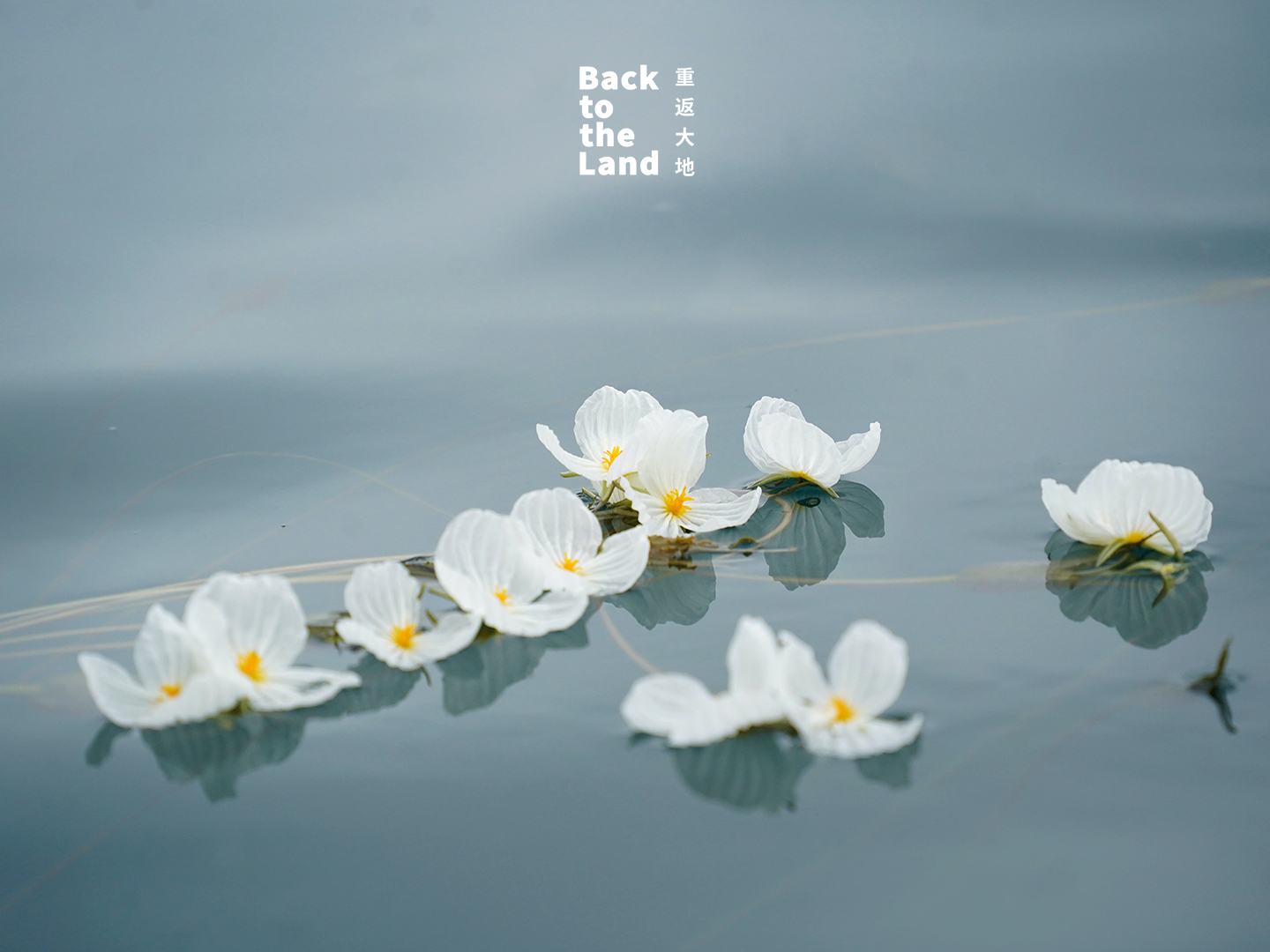 Ottelia acuminata flowers bloom on the surface of Lugu Lake in Yunnan Province /CGTN