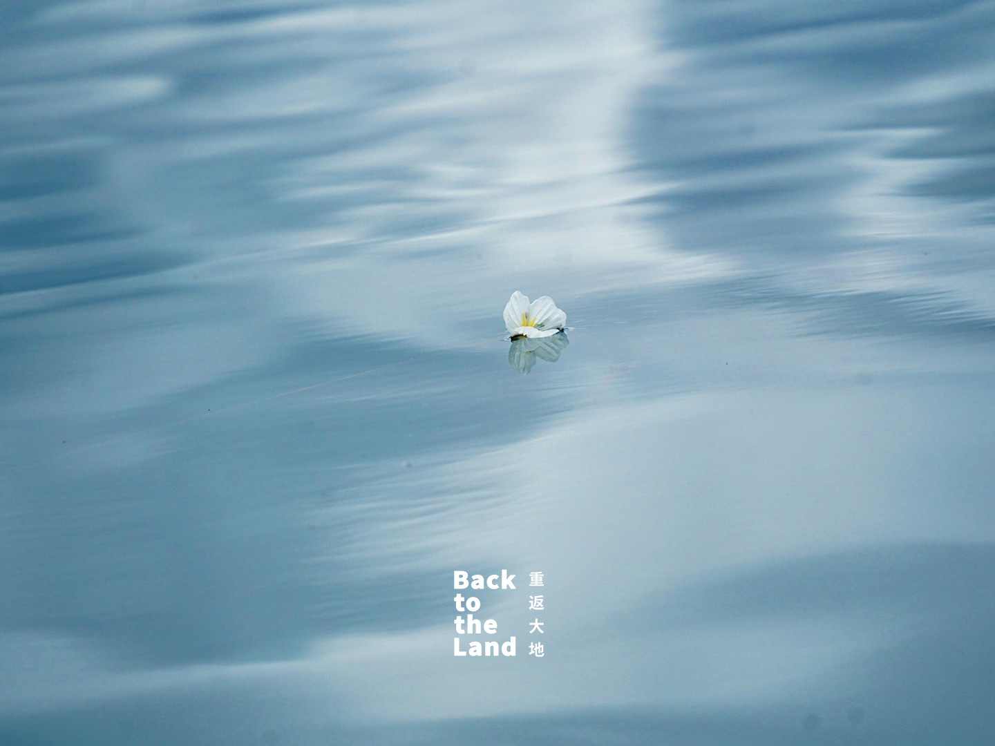 Ottelia acuminata flowers bloom on the surface of Lugu Lake in Yunnan Province /CGTN