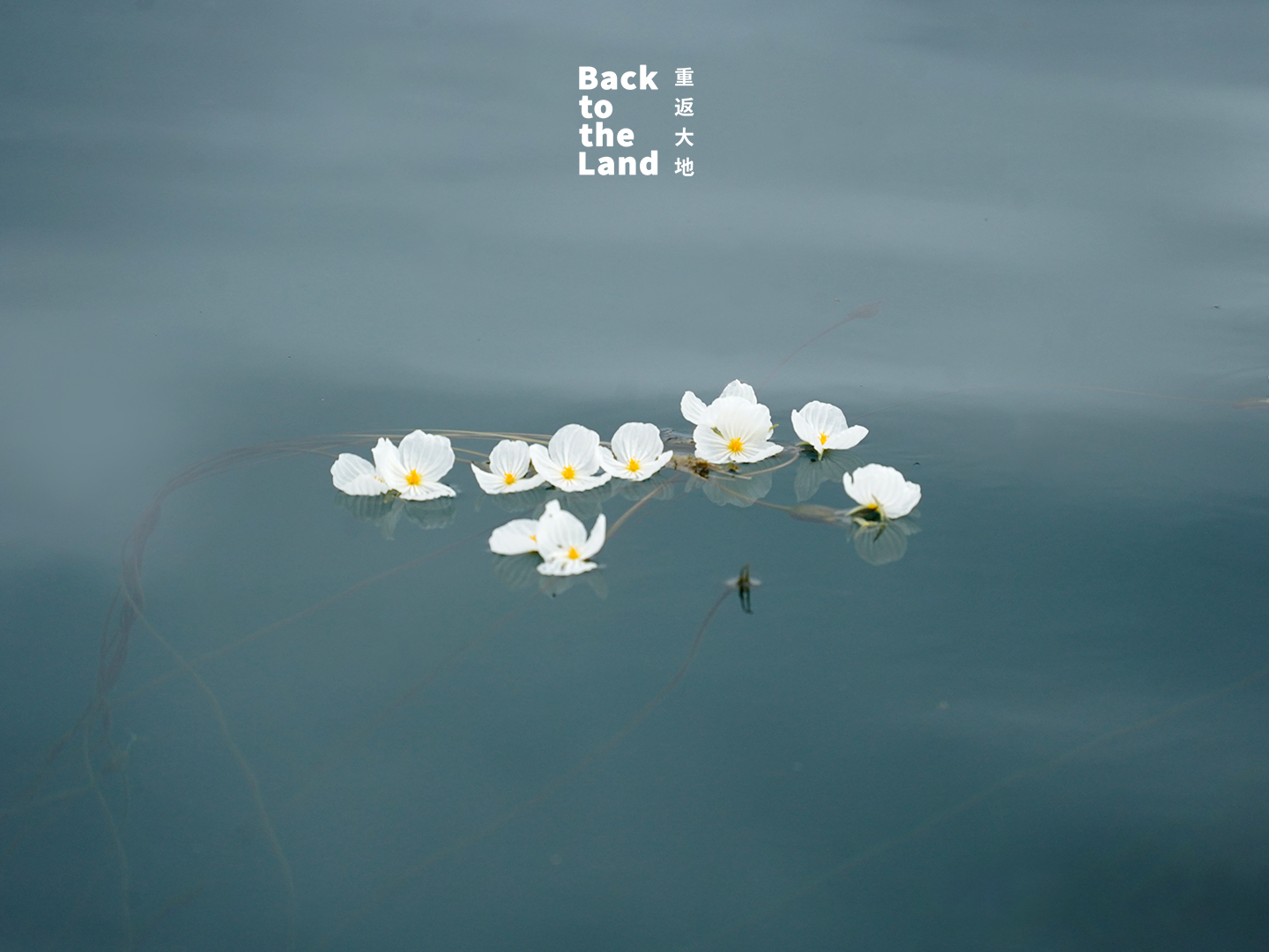 Ottelia acuminata flowers bloom on the surface of Lugu Lake in Yunnan Province /CGTN