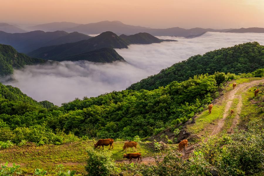 An aerial drone photo taken on May 27, 2023, shows a view of Huangmaojian mountain in Xinxian County, central China's Henan Province. /Xinhua