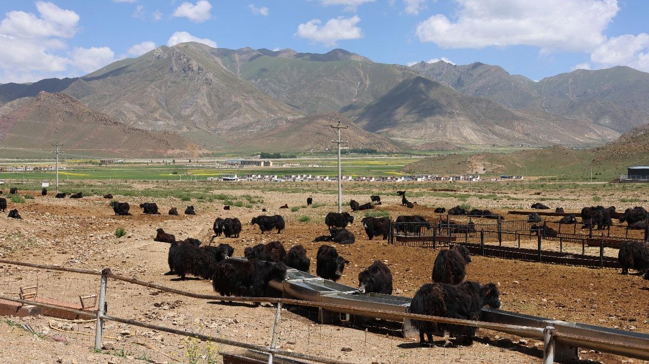 Yak herds in Lhunzhub County, Lhasa. /CGTN