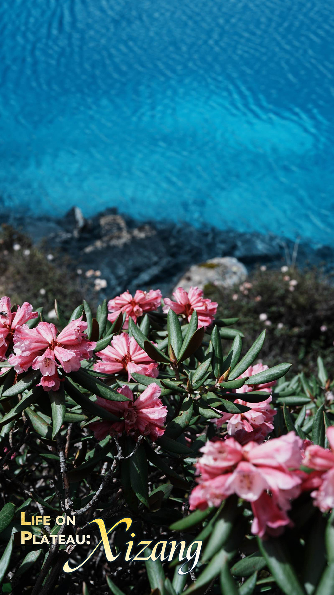 From hidden gem to viral sensation: the allure of Xizang's Gurula Co