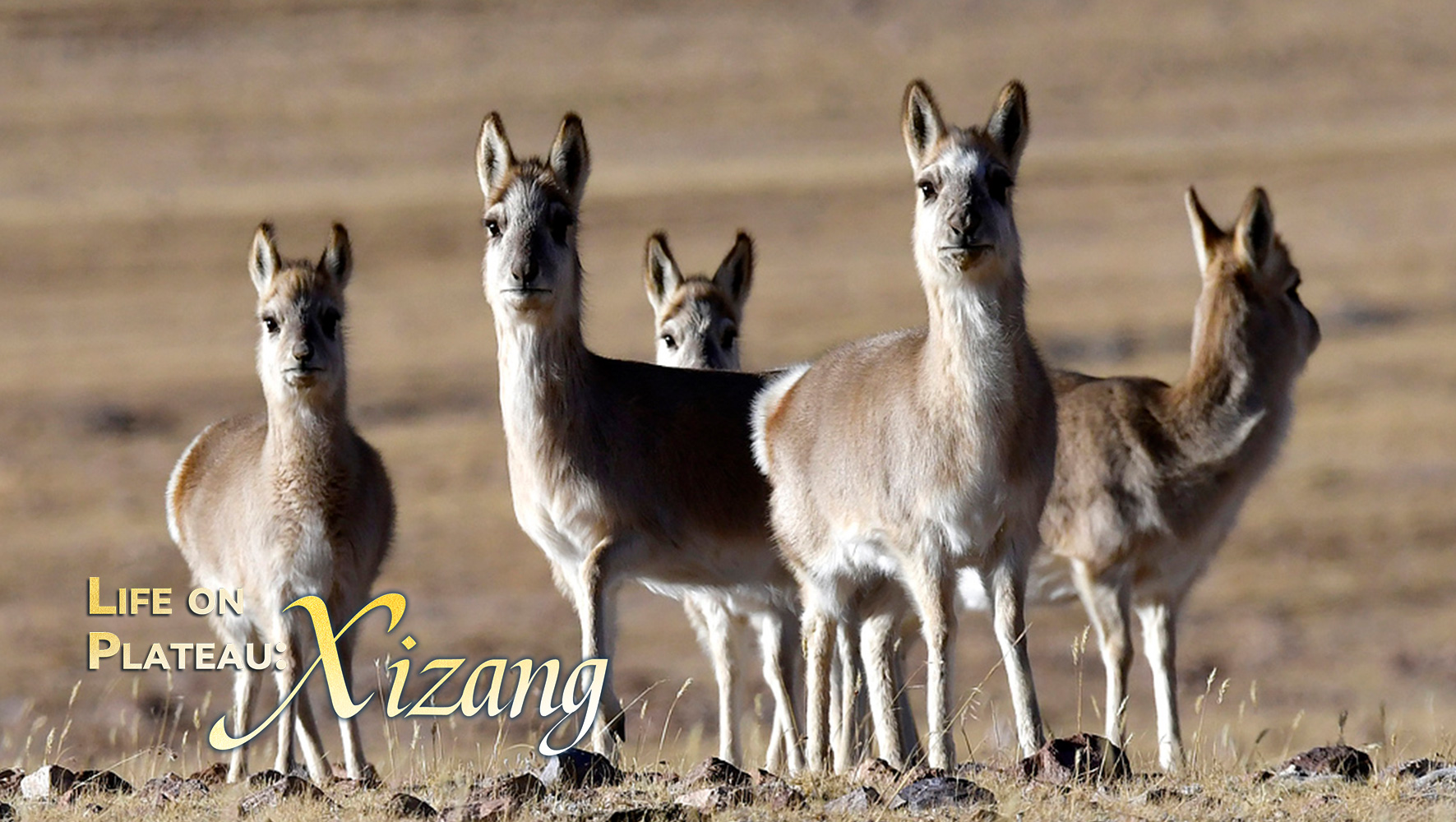 Life on Plateau: An overview of Xizang 