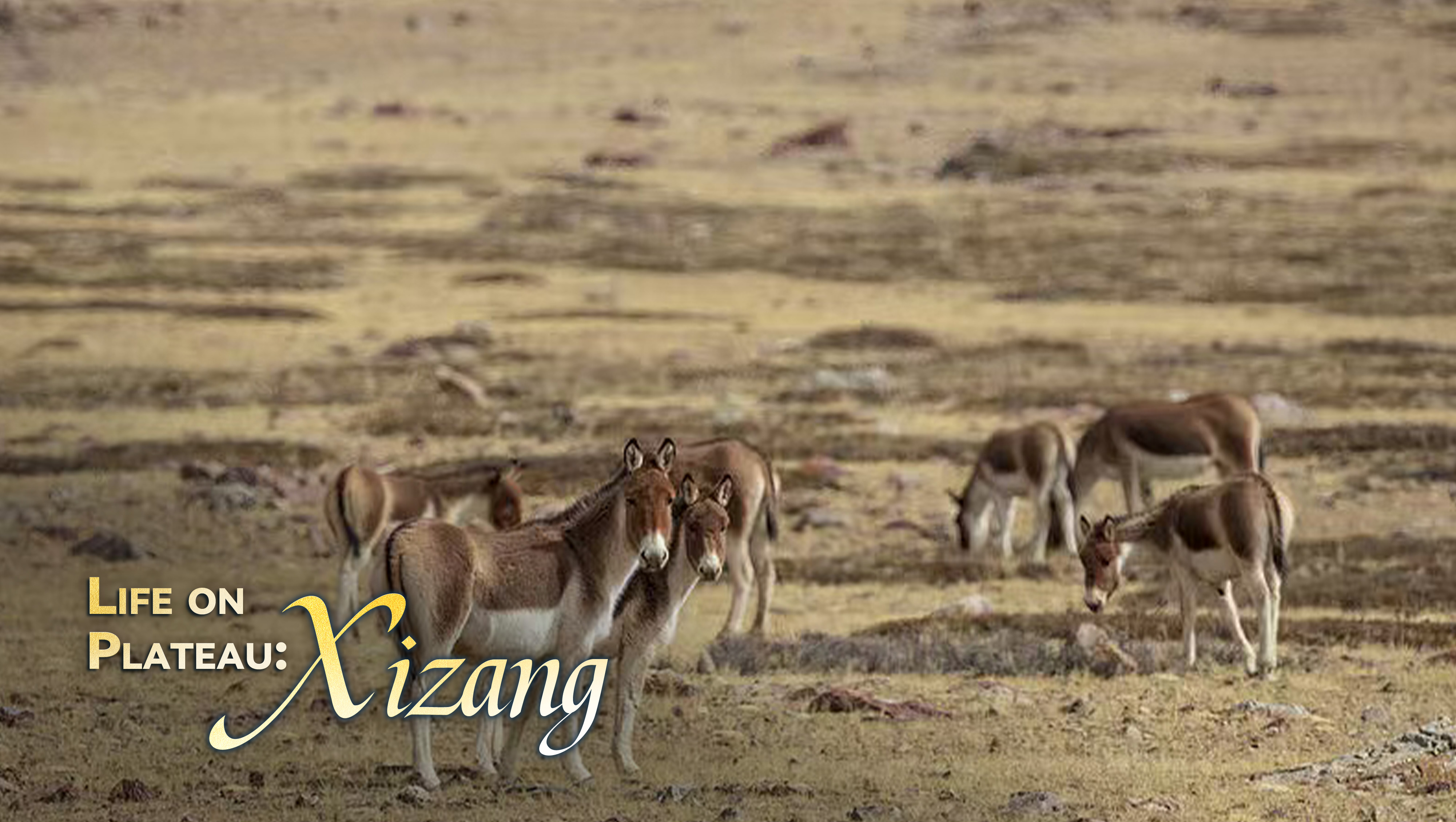 Life on Plateau: An overview of Xizang 