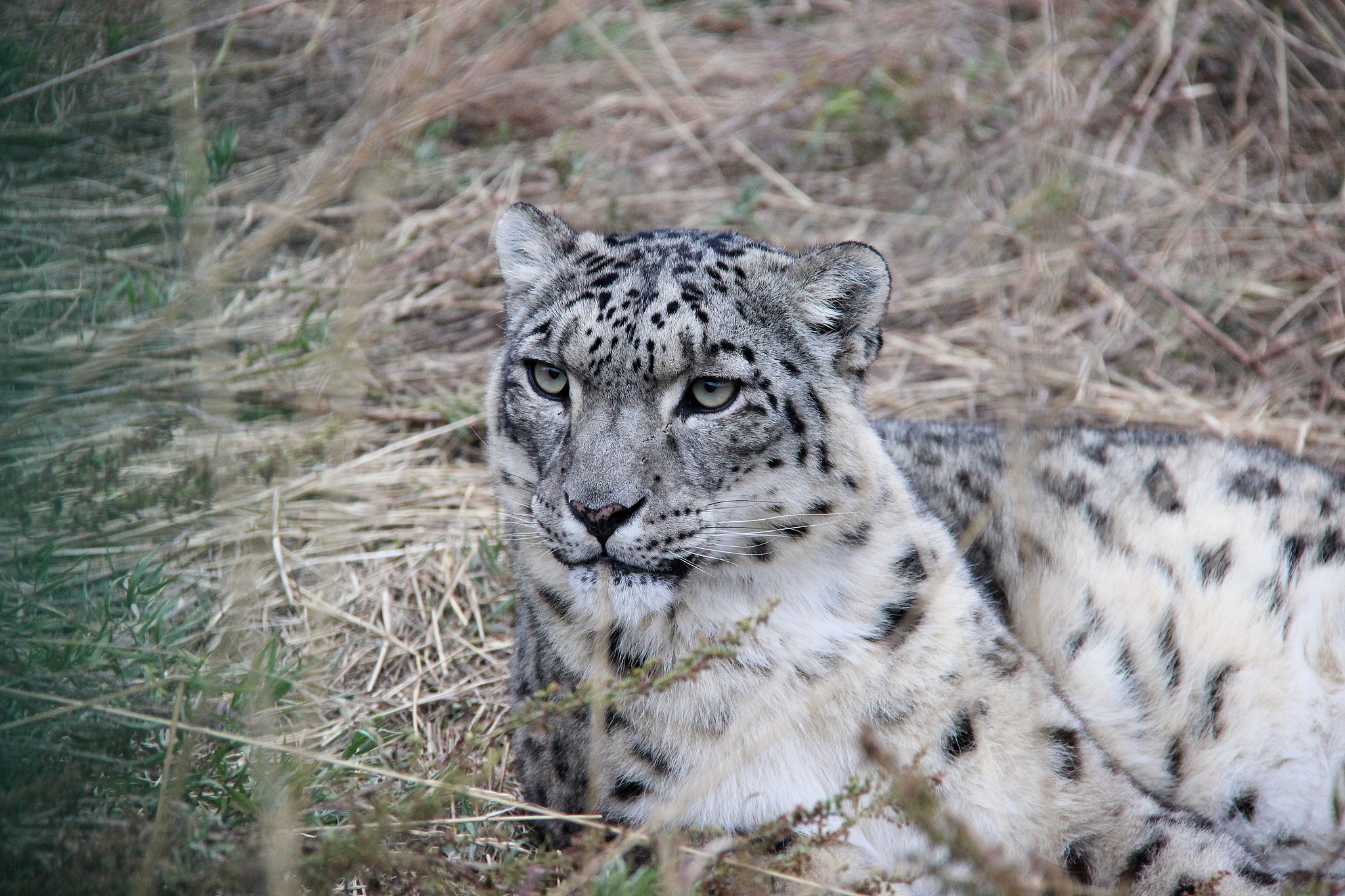 Se ve un leopardo de nieve en Kirguistán. /VCG