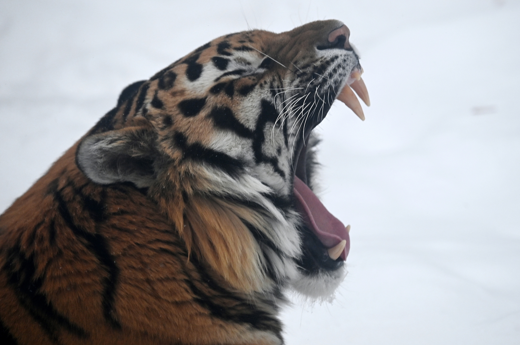Se ve un tigre siberiano en el Moscú Zoo Park, Rusia, 26 de diciembre de 2021. /VCG