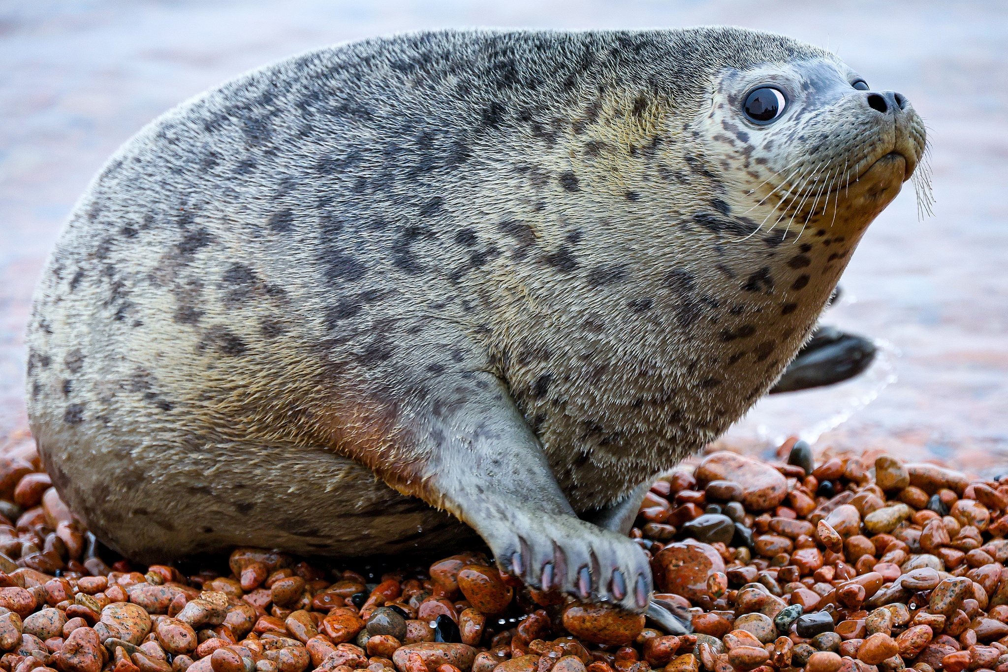 Un sello manchado regresa a la naturaleza en Vladivostok, Rusia, 28 de abril de 2024. /VCG