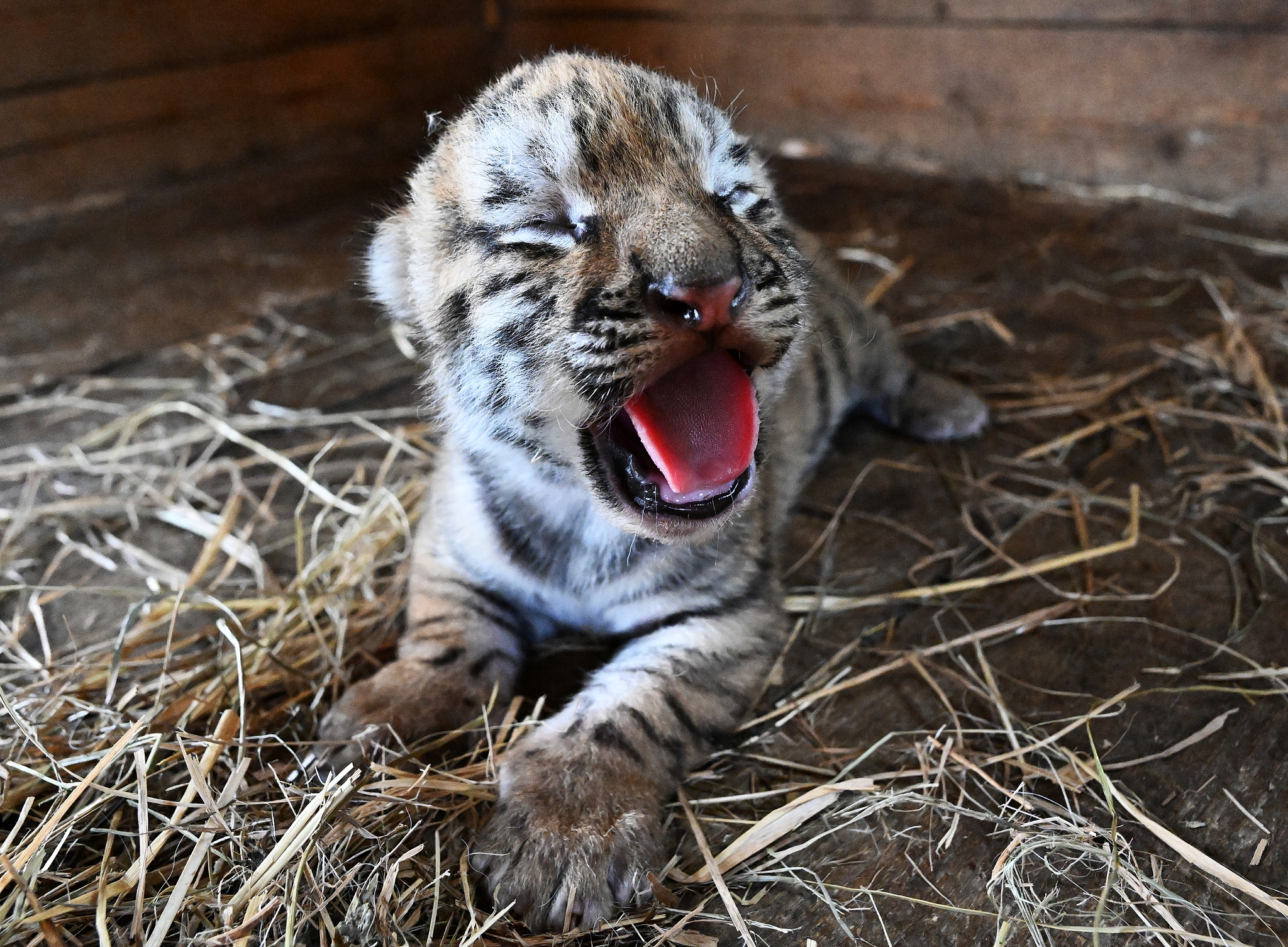 Se ve un cachorro de tigre siberiano en el zoológico de Chudesny en Ussuriysk, Territorio de Promorye, Rusia, 2 de julio de 2025. /VCG