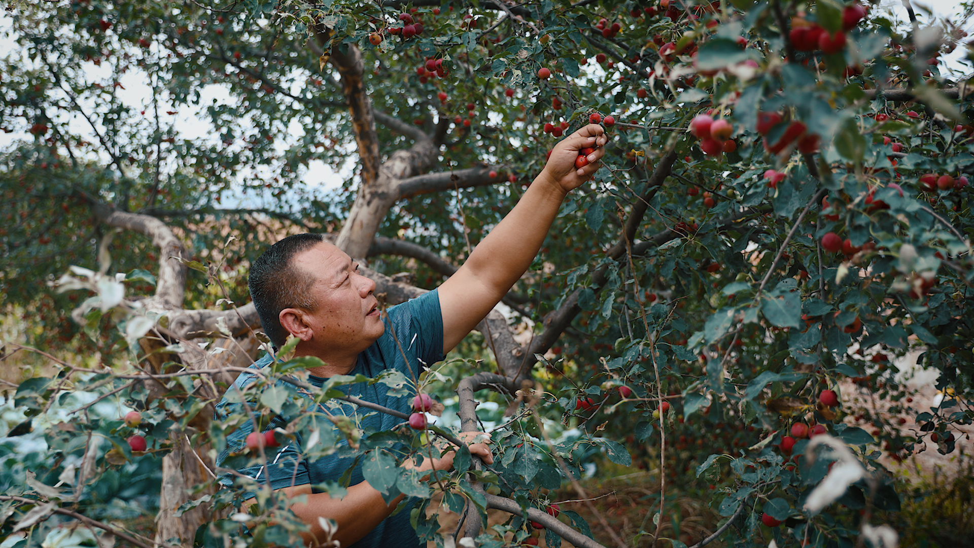 Guo Shuisheng picks crab apples in his courtyard. The Yellow River Basin is the birthplace of China's agricultural civilization. However, as Laoniuwan is located in a remote and barren area with harsh natural environment, it does not have a long and proud farming history. Crab apple trees have been planted to help develop the local economy. /CGTN