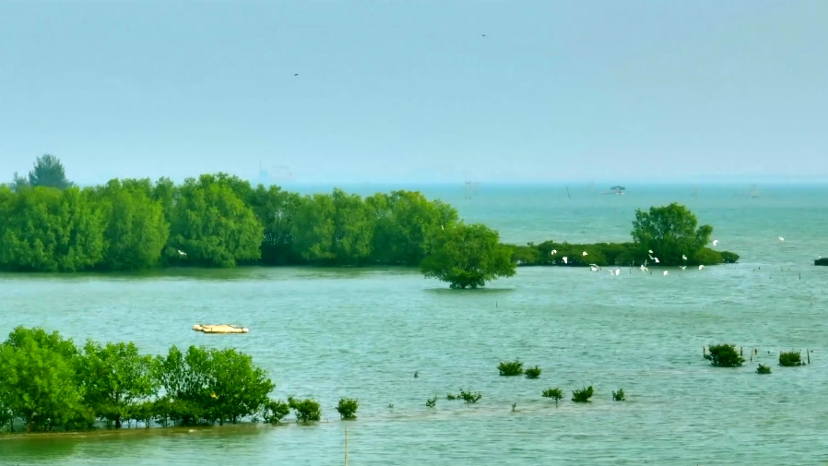 Tidal guardians: Symphony of life in mangrove forests