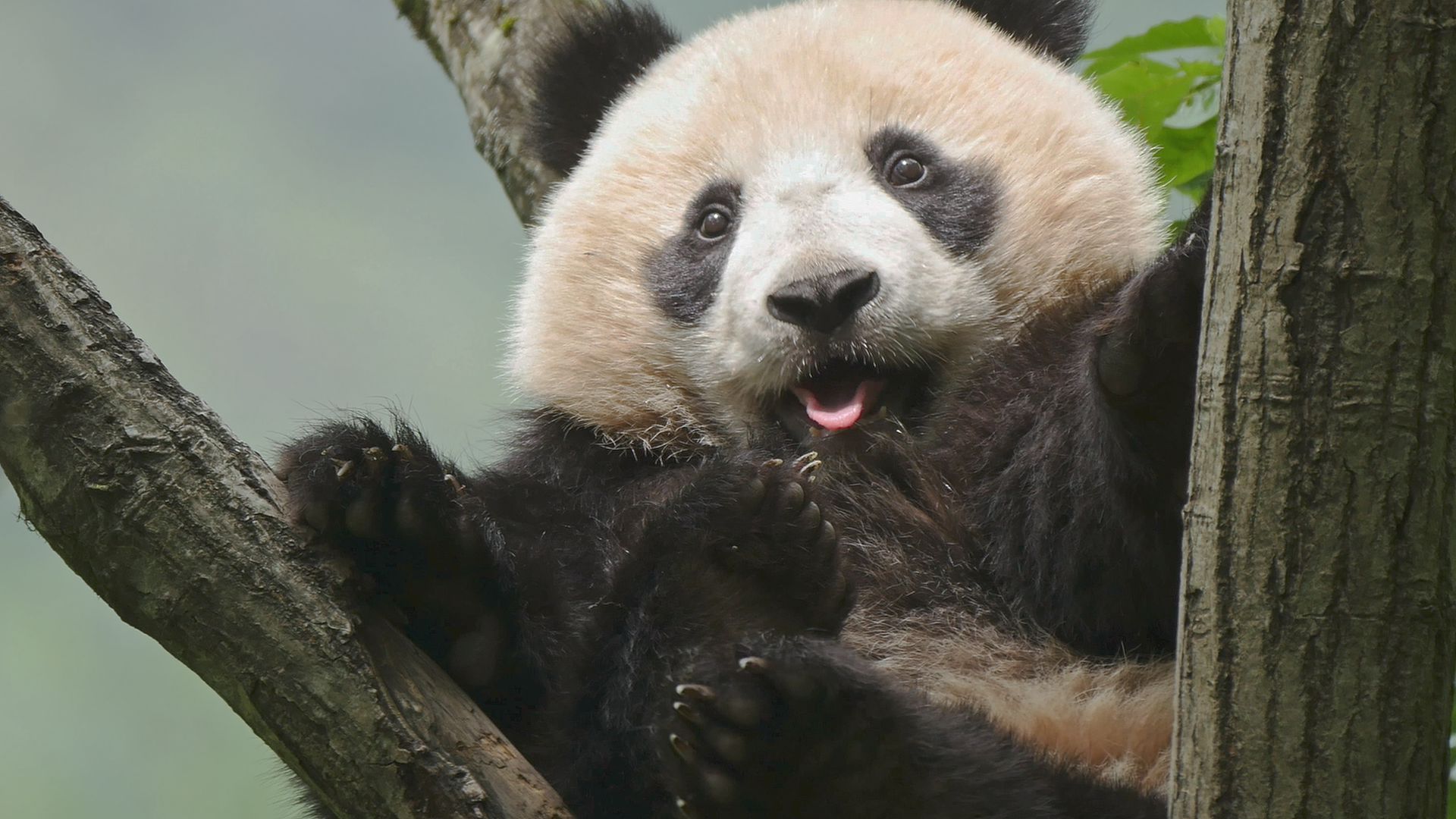 A giant panda on the tree in the Giant Panda National Park. /VCG