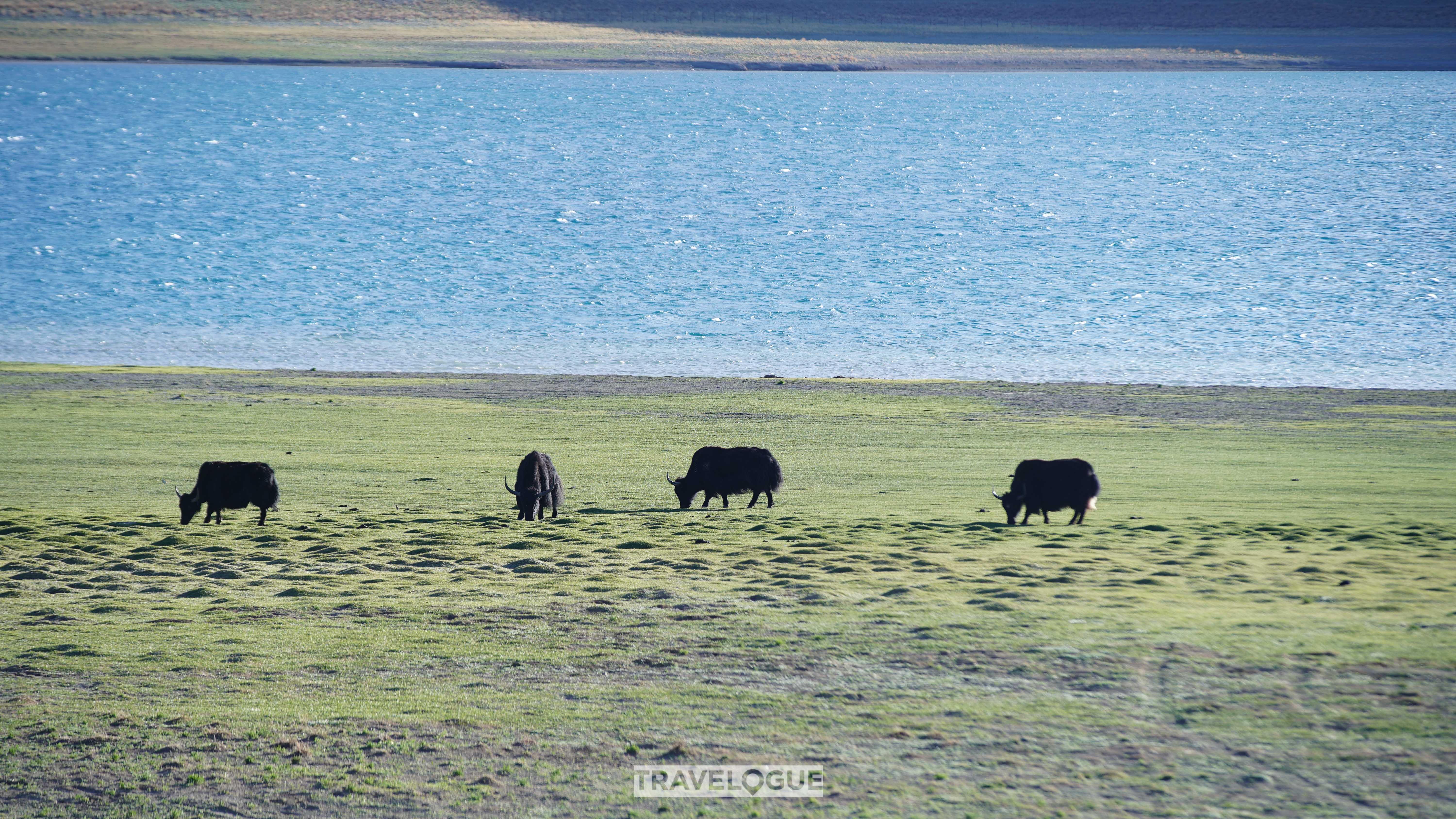 Yaks wander by Yamzhog Yumco Lake, Xizang. /CGTN
