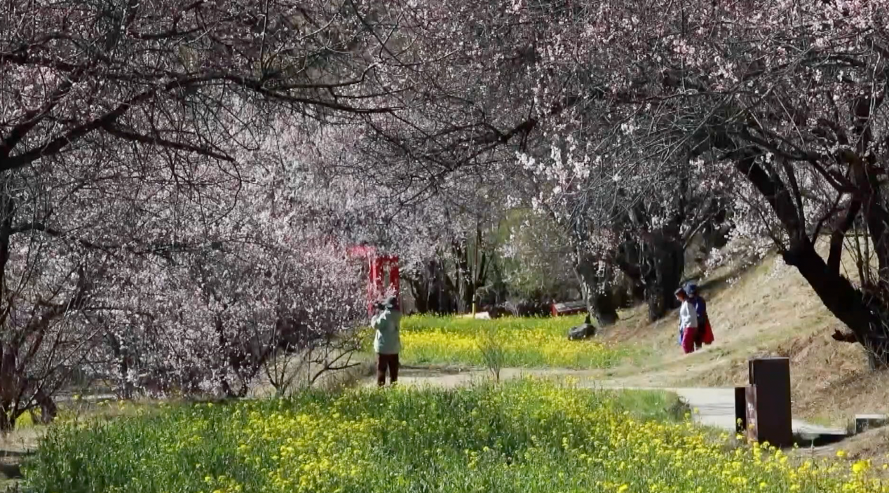 Cherry blossom season in the Galai Village. /CMG