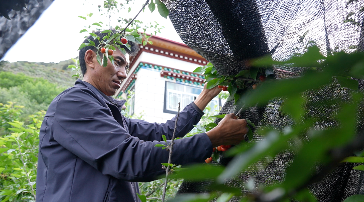 Dawa Gyaltsen picking cherries. /CGTN